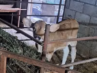 Kuh, Swiss cattle — Foto 7