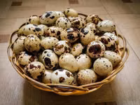 Quails — Foto 2