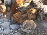 Chickens — Foto 2
