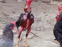 Chickens — الصورة 4