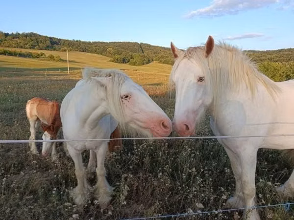 Pferde (Partie, Geschlecht nicht angegeben), Gypsy horse