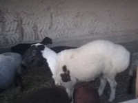 كبش, الأغنام — الصورة 2