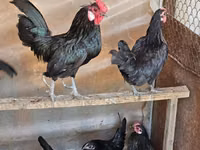 Chickens — Foto 4
