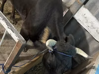 Vaca, Raza Alatau — foto 4