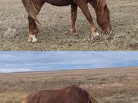 Hengst, Kazakh horse — Foto 1