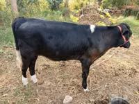 بقرة, Russian Black pied cattle — الصورة 5