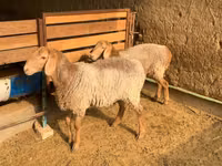 Oveja, Hissar sheep — foto 2