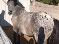 Hengst, Appaloosa — Foto 2