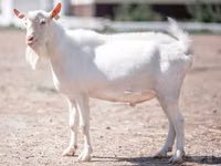 ماعز (دفعة، الجنس غير محدد), Saanen goat — الصورة 2