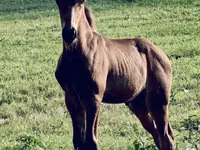Hengst, Rocky Mountain Horse — Foto 3
