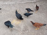 Chickens — Foto 5