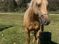 Stute, Quarter Horse — Foto 2