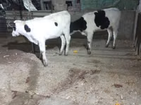 Kuh, Russian Black pied cattle — Foto 4