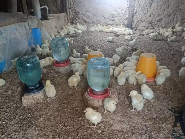 Chickens — أوزبكستان