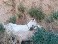 Cabra, Saanen goat — foto 1