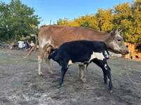 गाय, Latvian Blue cattle — फ़ोटो 2