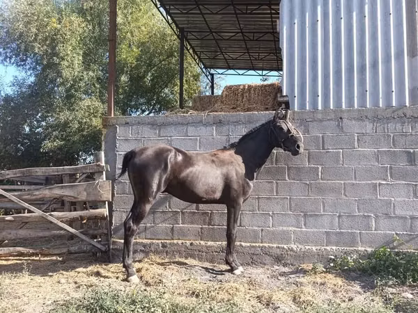 Aygʻir, Friesian sport horse