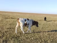 公牛, Simmental cattle — 照片 2