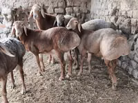 Кочкор, Арашан — сүрөт 6