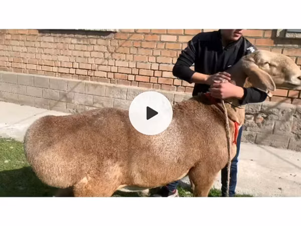 Carnero, Arashan sheep