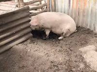 Säue, Schweine — Foto 3