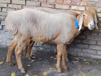 Schaf, Arashan sheep — Foto 2