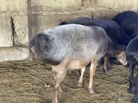 Qoʻchqor, Hissar sheep — 1-rasm