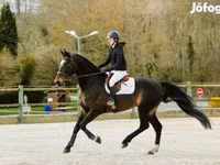 Hengst, Belgian warmblood horse — Foto 4