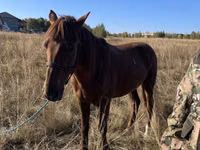 公马, Horses — 照片 1