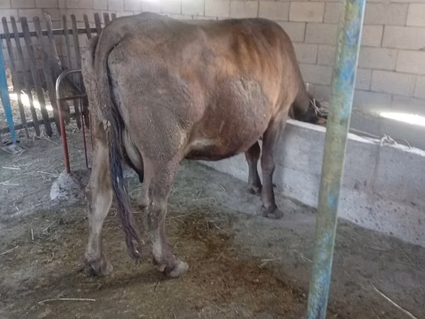 母牛, Swiss cattle — 吉尔吉斯斯坦