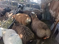 Schaf, Rhon sheep — Foto 4