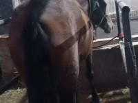 Stute, Budyonny horse — Foto 8
