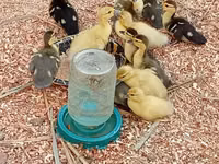 Ducks — फ़ोटो 5
