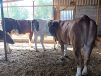 Kuh, Latvian Blue cattle — Foto 7