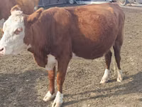 Kuh, Latvian Blue cattle — Foto 2