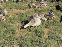 Turkeys — Foto 3
