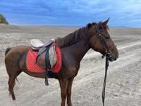 Mare, Horses — photo 2