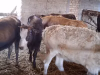 Kuh, Swiss cattle — Foto 2