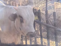 公牛, Cattle — 照片 2