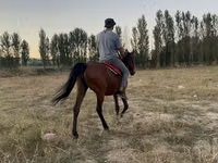 فرس, الخيول — الصورة 2