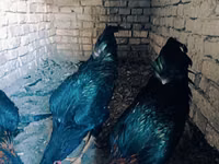 Chickens — الصورة 3