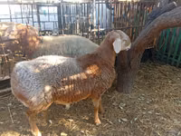 Widder, Hissar sheep — Foto 6