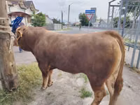 Bulle, Limousin-Kuh — Foto 2