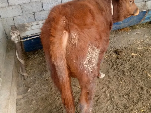 Букачар, Сиырлар
