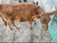 गाय, Latvian Blue cattle — फ़ोटो 3