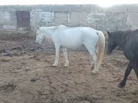 فرس, الخيول — الصورة 1