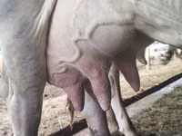 Kuh, Swiss cattle — Foto 1