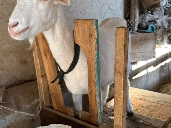 母山羊, Goats — 哈萨克斯坦