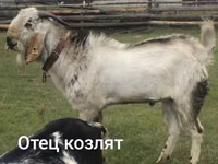 母山羊, Nubian Goat — 照片 4