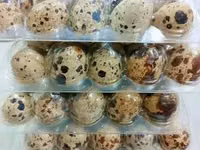 Quails — foto 1